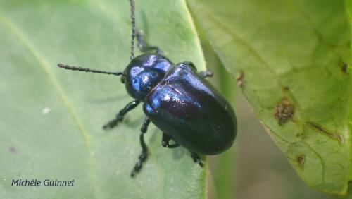 Réf. 277 595 : Chrysochus asclepiadeus